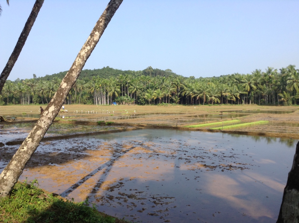A wide view of a flooded paddy field with coconut palms in the foreground and a dense grove behind, egrets foraging in the distance