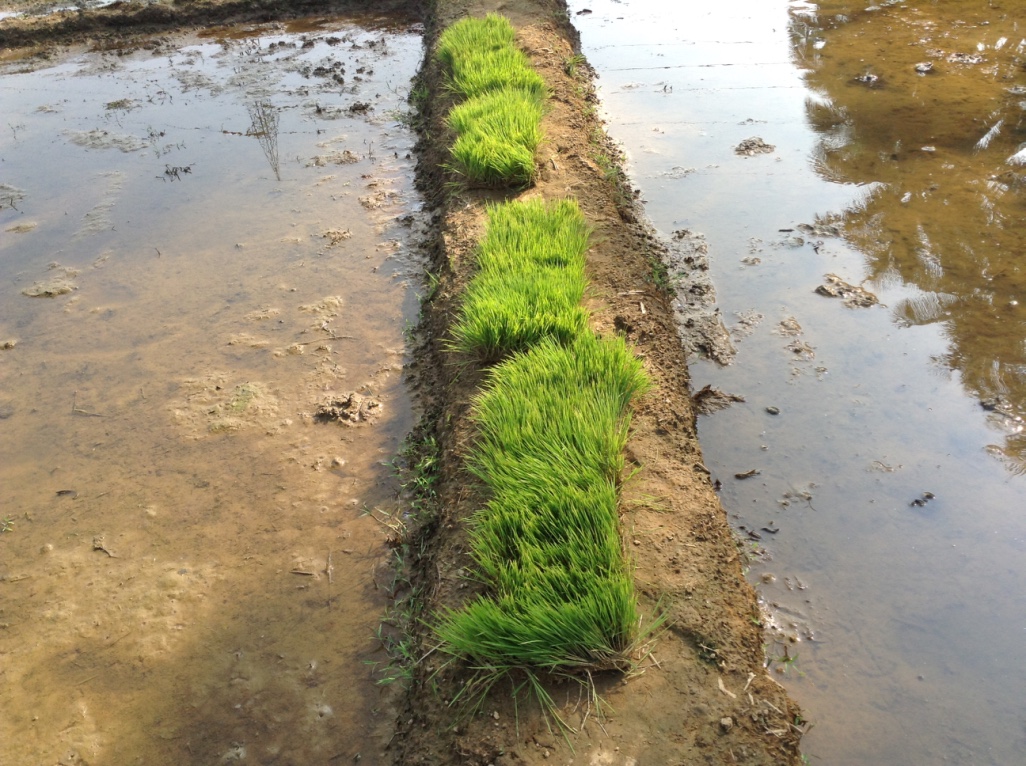 Rows of rice seedlings growing in a bunded nursery strip, ready for transplanting