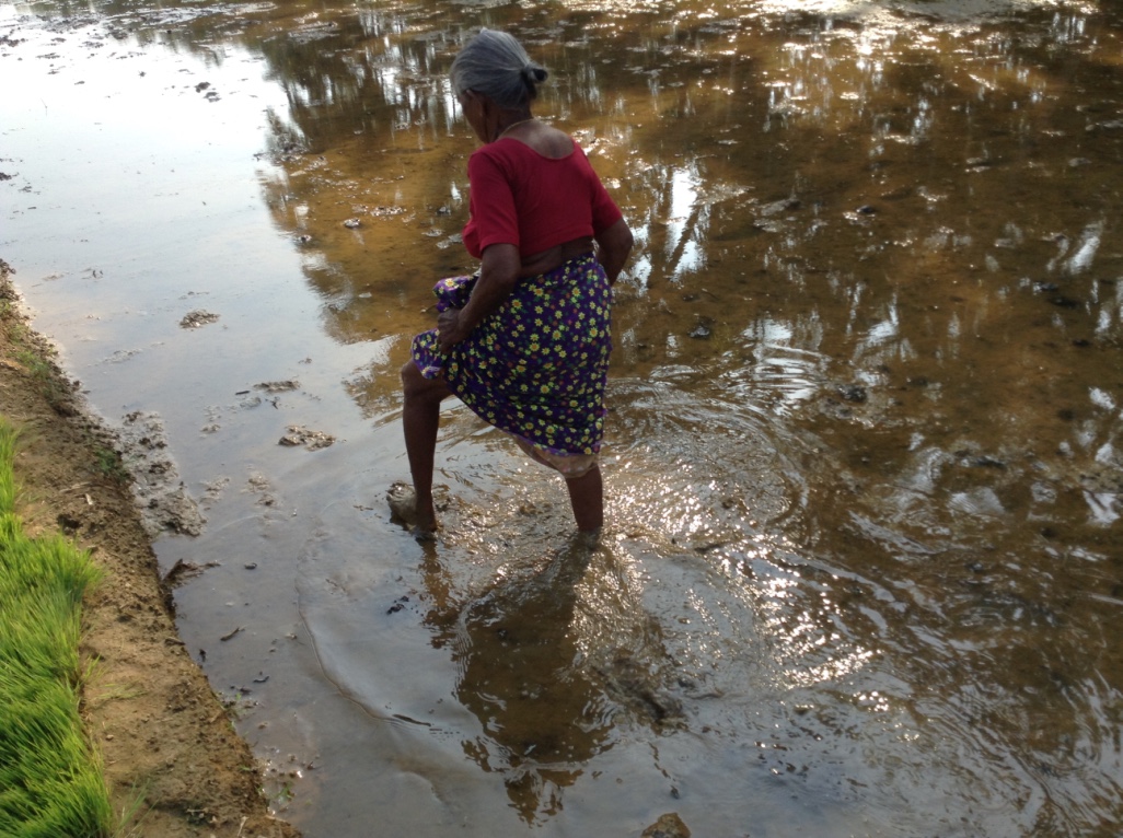 An elderly woman wading barefoot through a flooded paddy field